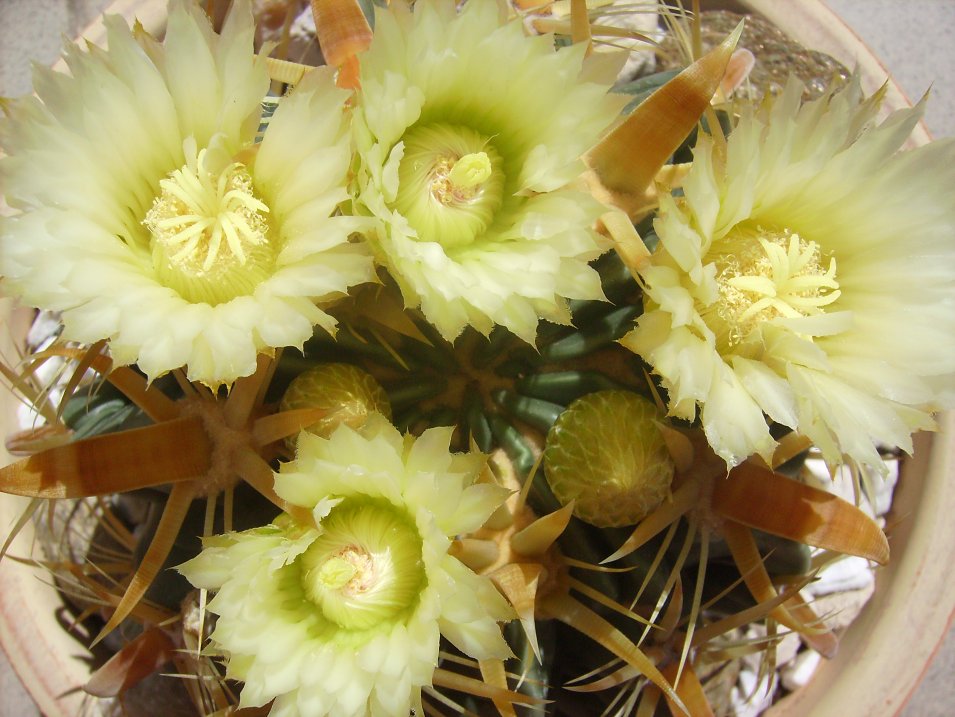 Ferocactus latispinus v. flavispinus 