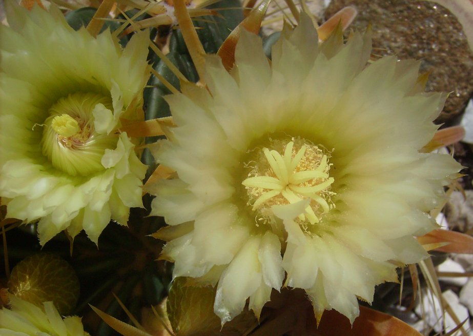 Ferocactus latispinus v. flavispinus 