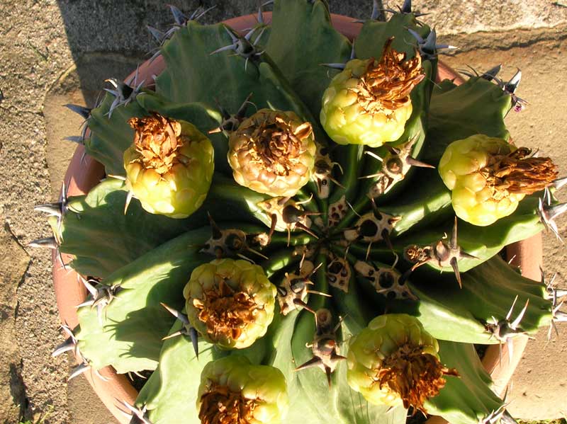 Ferocactus wislizeni ssp. herrerae v. brevispinus 