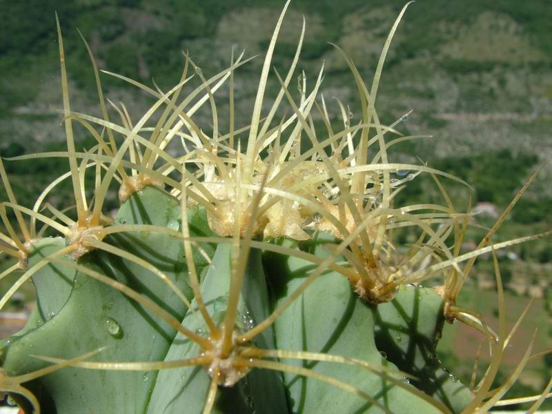 Ferocactus glaucescens 