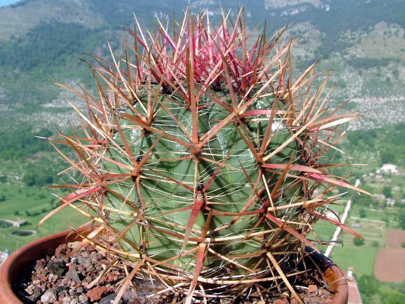 Ferocactus gracilis 