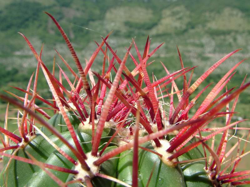 Ferocactus stainesii v. pringlei 