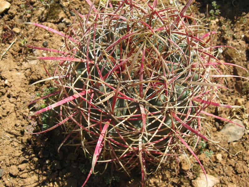 Ferocactus acanthodes 