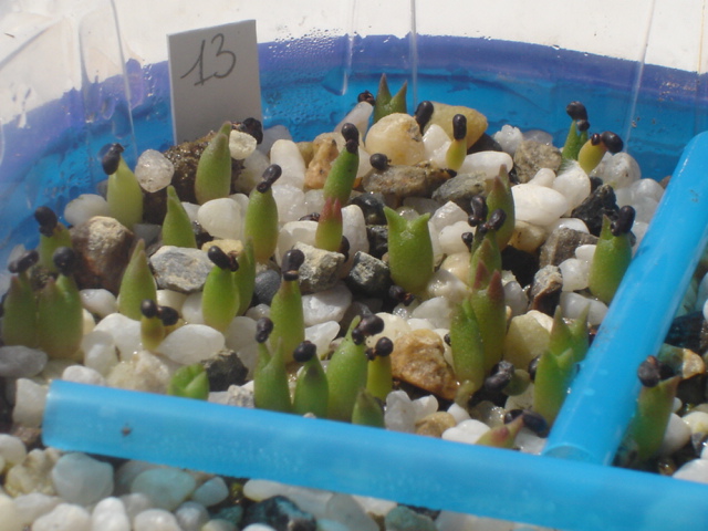ferocactus brevispinus