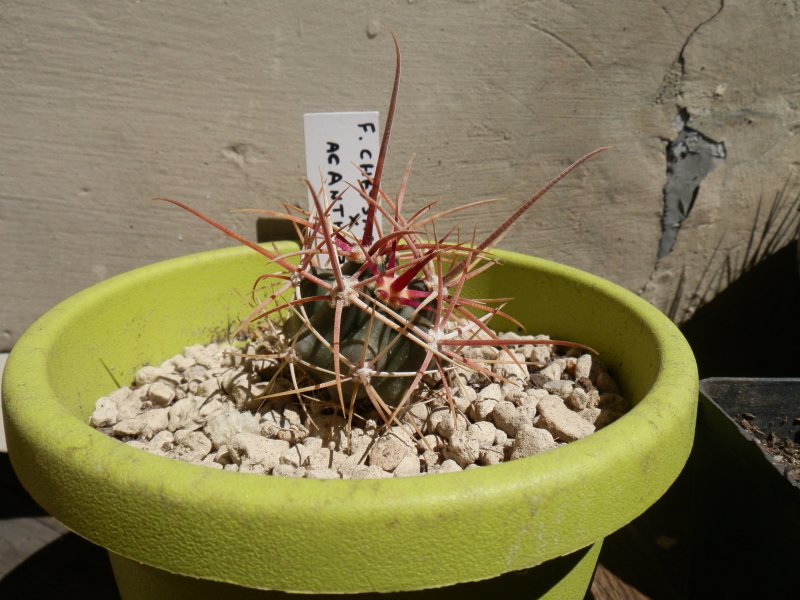 Ferocactus chrysacanthus x acanthodes 