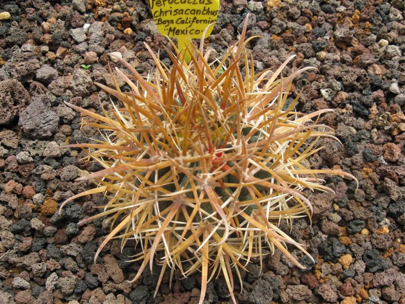 Ferocactus chrysacanthus 