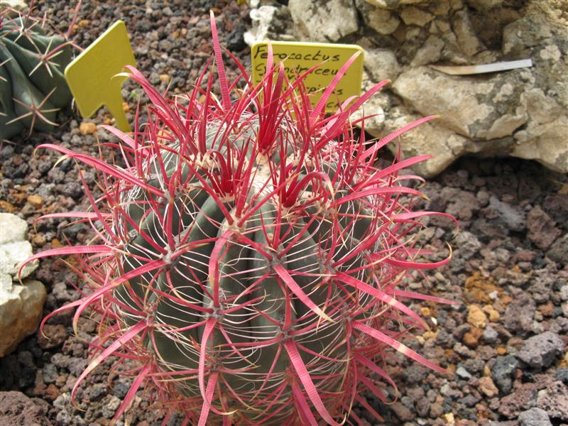 Ferocactus cylindraceus v. tortulispinus 