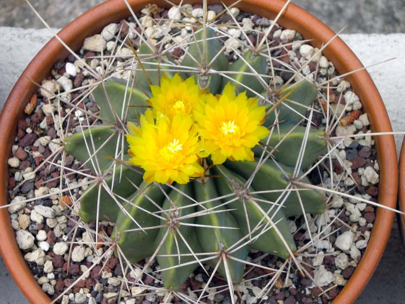 Ferocactus echidne v. victoriensis 