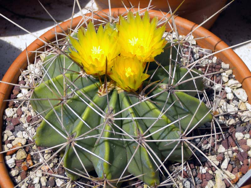 Ferocactus echidne v. victoriensis 