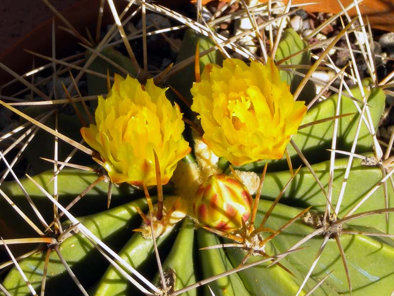 Ferocactus echidne v. victoriensis 