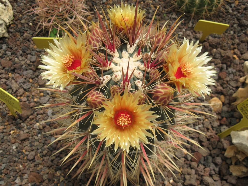 Ferocactus gatesii 