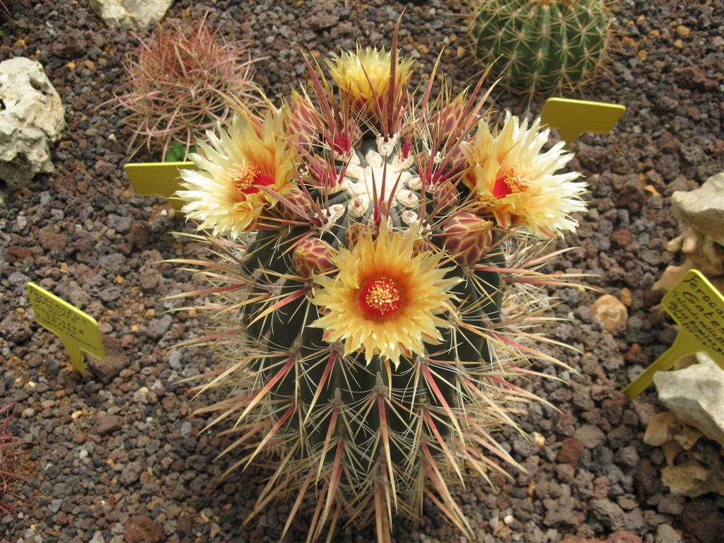 Ferocactus gatesii 