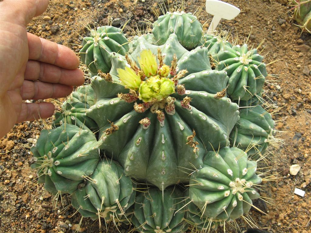 Ferocactus glaucescens v. inermis 