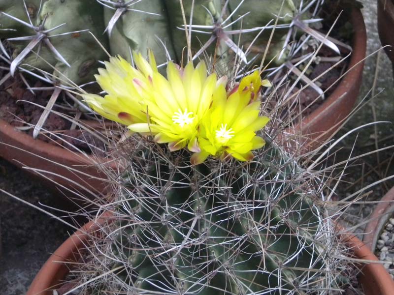 Ferocactus hamatacanthus ssp. sinuatus 