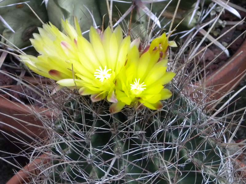 Ferocactus hamatacanthus ssp. sinuatus 