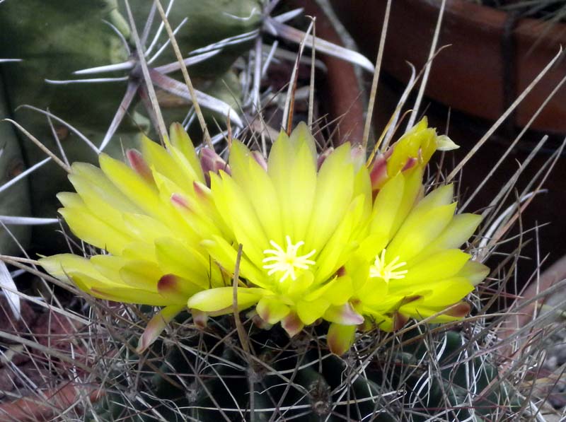 Ferocactus hamatacanthus ssp. sinuatus 