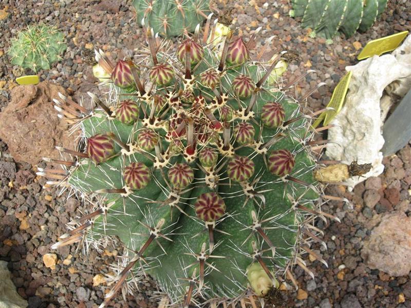 Ferocactus herrerae 