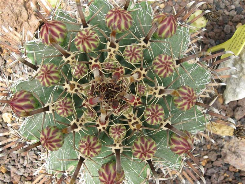 Ferocactus herrerae 