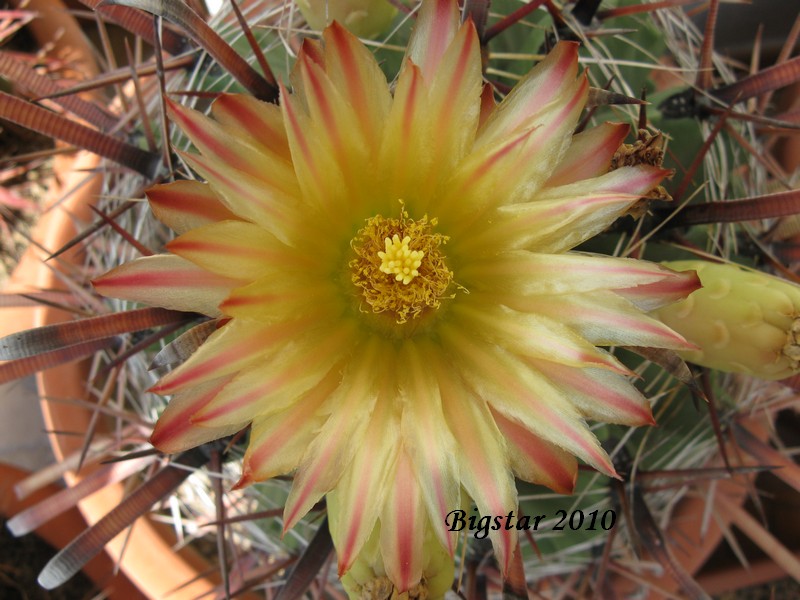 Ferocactus wislizeni ssp. herrerae 