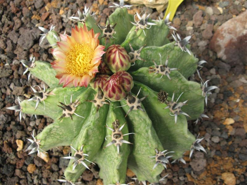 Ferocactus herrerae f. brevispinus 