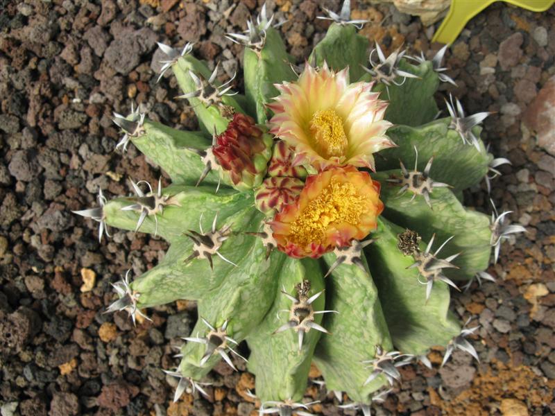 Ferocactus herrerae f. brevispinus 