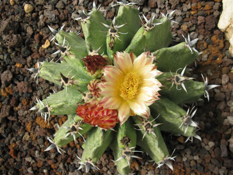 Ferocactus herrerae f. brevispinus 