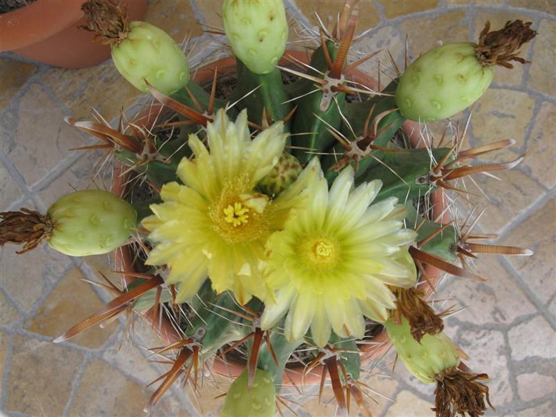 Ferocactus herrerae cv. flavispinus 