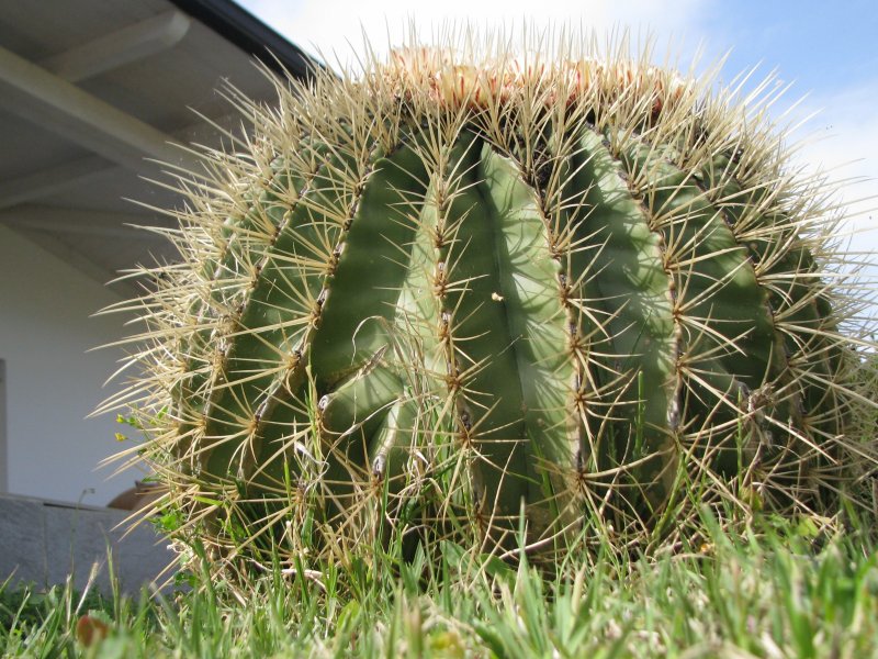 Ferocactus histrix 