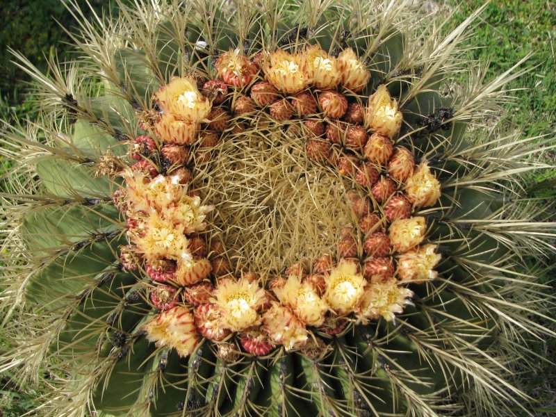 Ferocactus histrix 