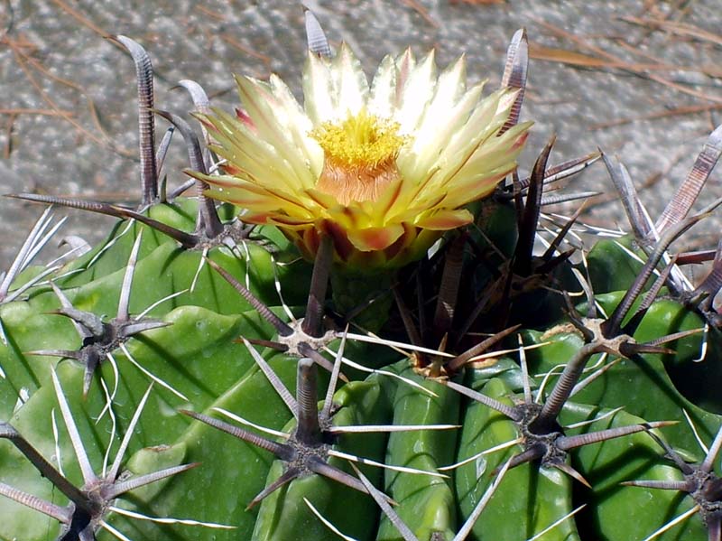 Ferocactus horridus 