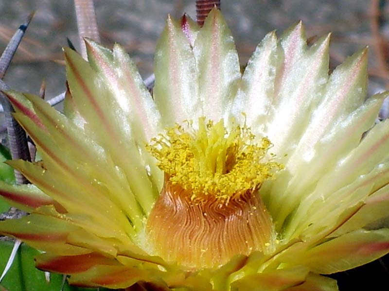 Ferocactus horridus 