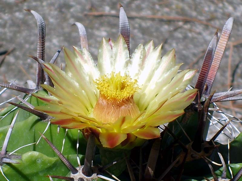 Ferocactus horridus 