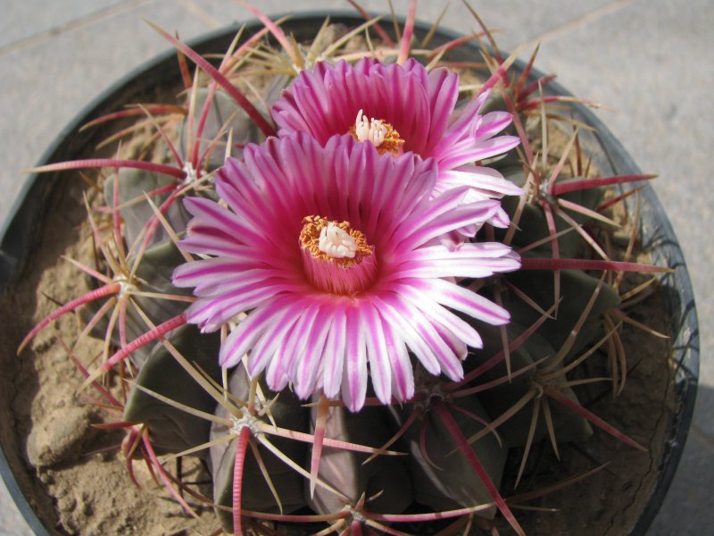 Ferocactus macrodiscus 