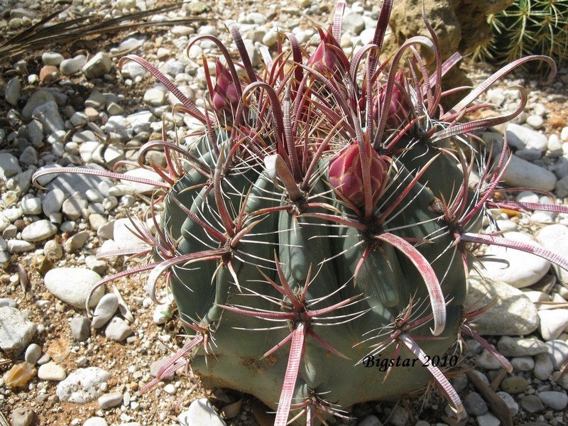 Ferocactus peninsulae ssp. townsendianus 