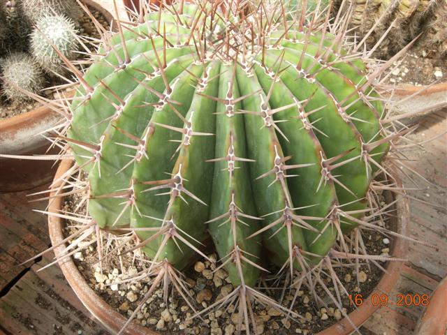 Echinocactus platyacanthus 
