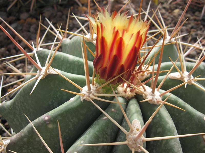 Ferocactus pottsii 