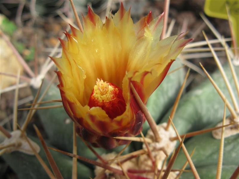 Ferocactus pottsii 