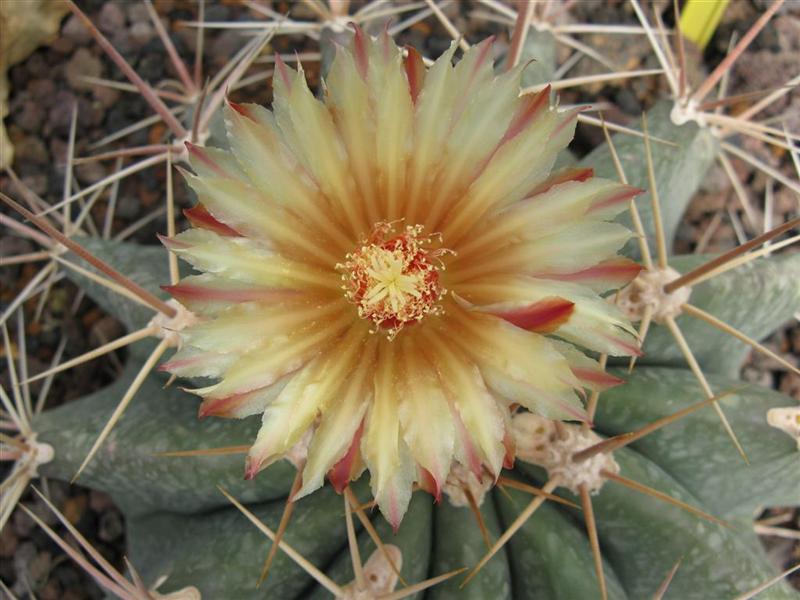 Ferocactus pottsii 