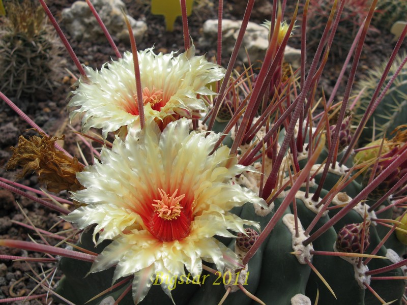 Ferocactus rectispinus SB 1700