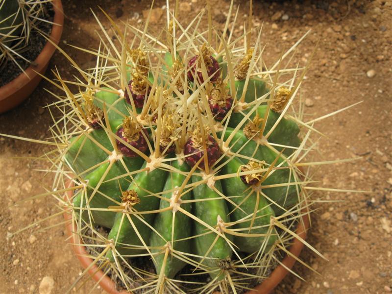 Ferocactus reppenhagenii 