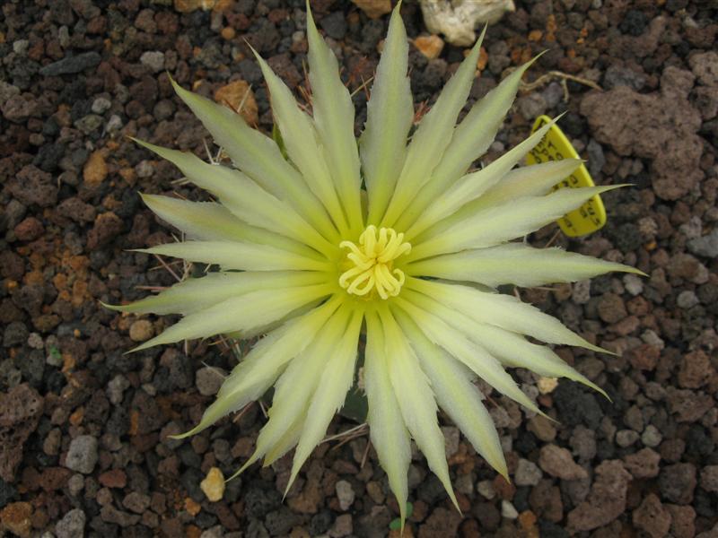 Ferocactus spec. nova 