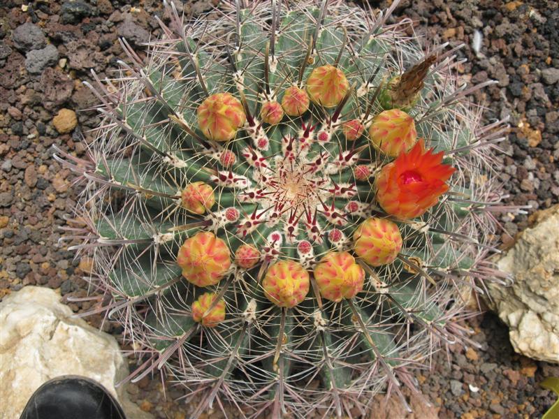 Ferocactus wislizeni 