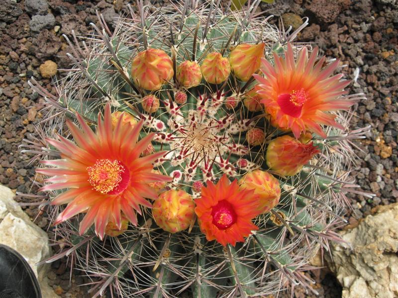 Ferocactus wislizeni 