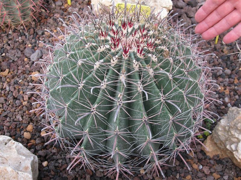 Ferocactus wislizeni 