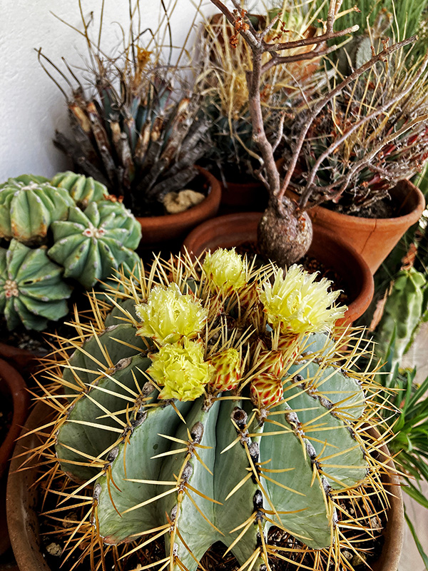 ferocactus glaucescens