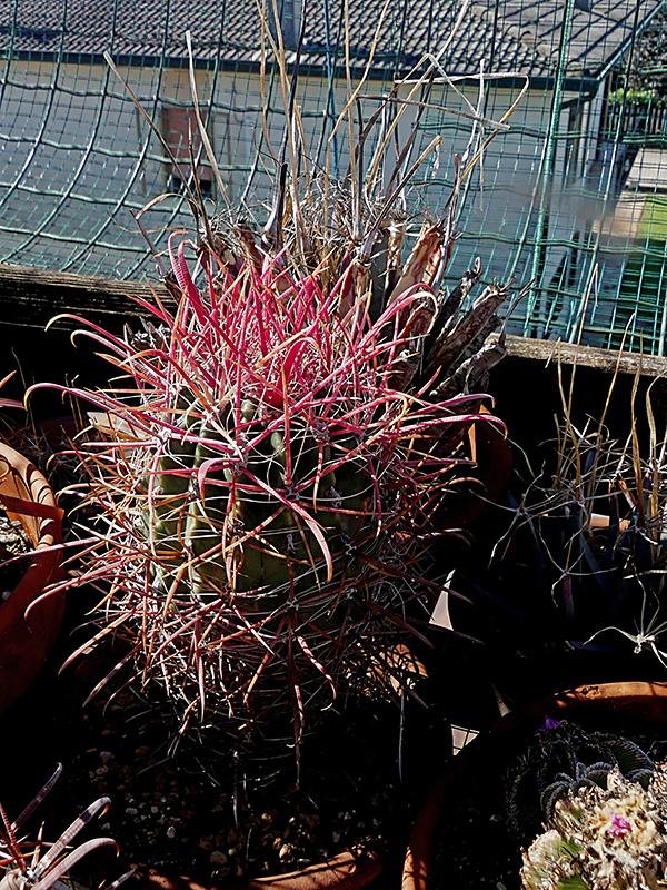 ferocactus gracilis