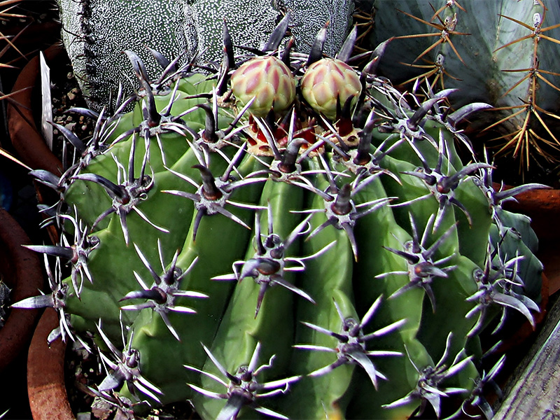 Ferocactus horridus f. brevispinus 