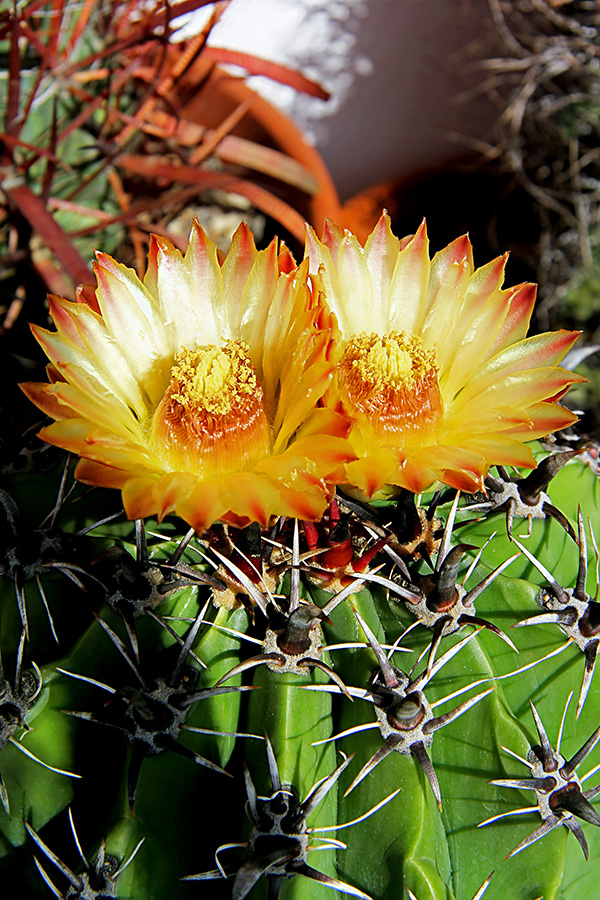 ferocactus horridus f. brevispinus