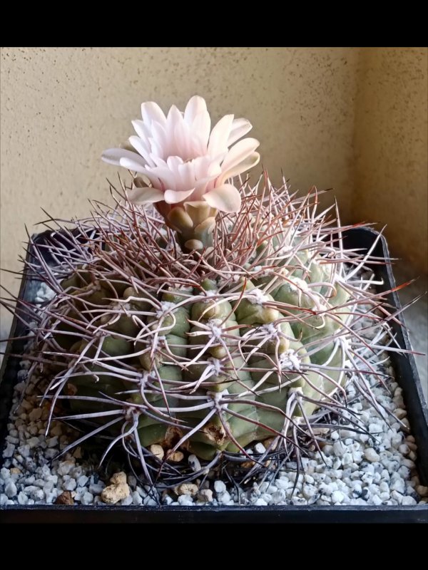 gymnocalycium ferrarii