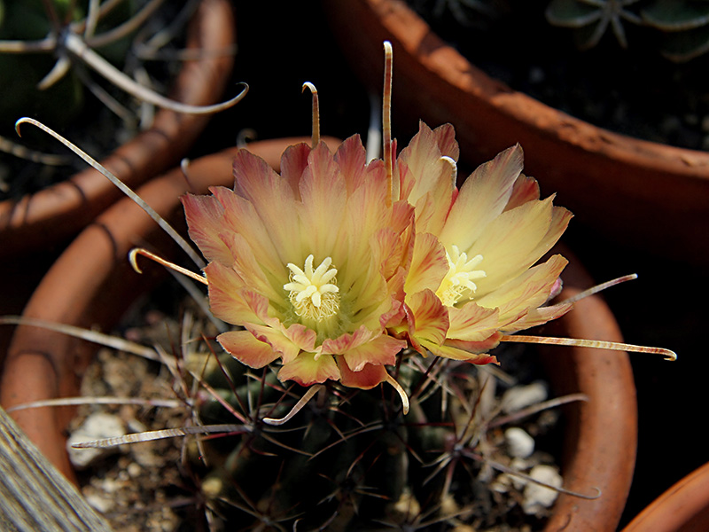 Ferocactus hamatacanthus v. sinuatus f. papyracanthus 